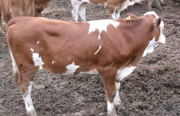 牛羊催肥飼料添加劑全國包郵 牛羊催肥飼料添加劑全國包郵