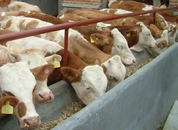 牛羊催肥飼料添加劑全國包郵 牛羊催肥飼料添加劑全國包郵