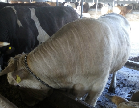 牛羊催肥飼料添加劑全國包郵 牛羊催肥飼料添加劑全國包郵