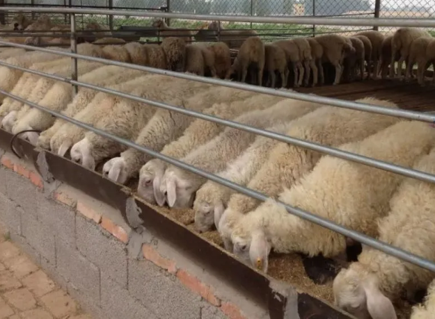 牛羊催肥飼料添加劑全國包郵 牛羊催肥飼料添加劑全國包郵