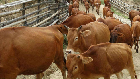 牛羊催肥飼料添加劑價格貴不貴？那家的合適？