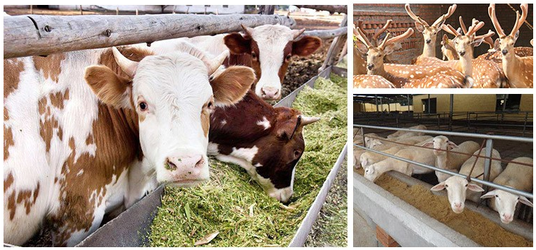 羊用增肌素批發(fā) 肉羊催肥增重飼料添加劑 羊用增肌素批發(fā) 肉羊催肥增重飼料添加劑