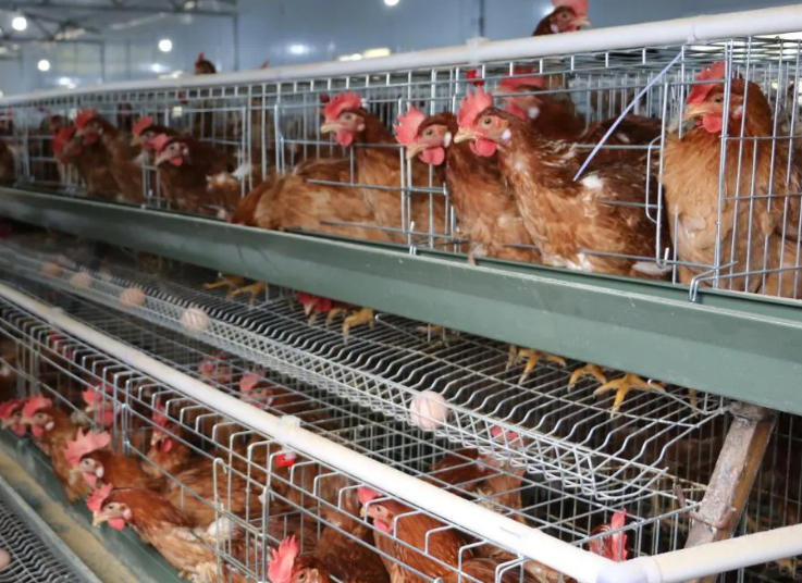 雞傳染性鼻炎如何杜絕？秋季養(yǎng)雞需要注意什么？