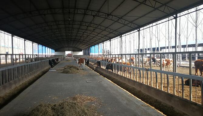 肉牛催肥劑哪個(gè)好？