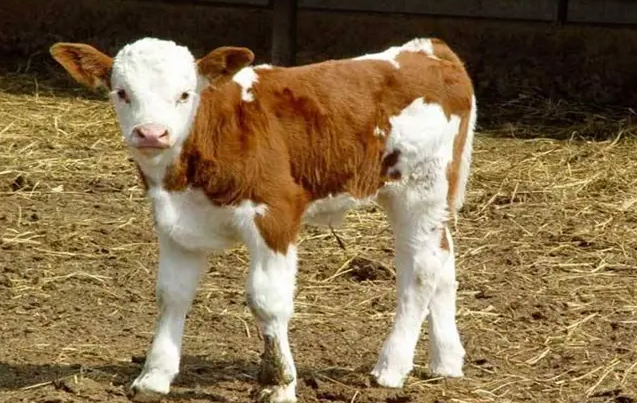 犢?？扉L添加劑管用嗎？