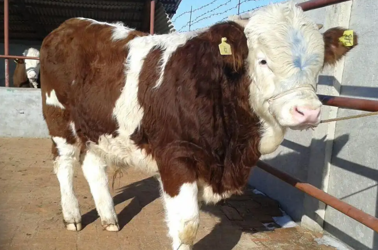 犢?？扉L添加劑管用嗎？