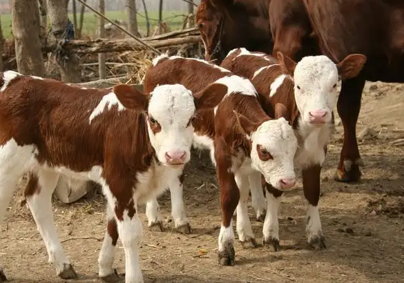 犢?？扉L添加劑管用嗎？