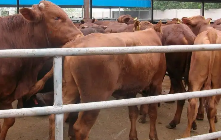 河北唐山牛場使用預混料反饋 河北唐山牛場使用預混料反饋