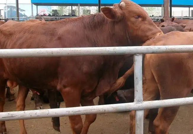 河北唐山牛場使用預混料反饋 河北唐山牛場使用預混料反饋