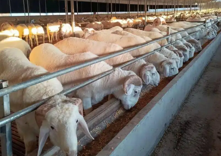 肉羊預(yù)混料效果