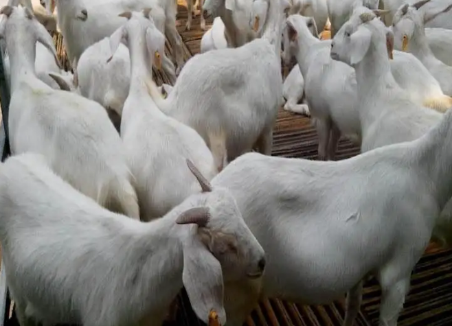 肉羊預混料效果 肉羊預混料效果