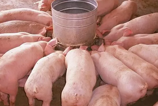 豬預混料效果 豬預混料效果