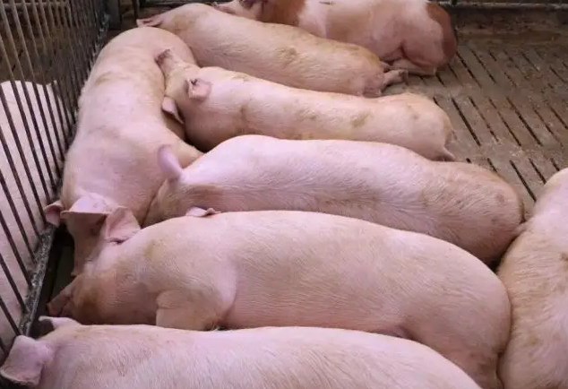 豬預混料效果 豬預混料效果