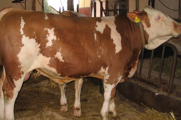 牛增重哪家產(chǎn)品可靠? 牛增重哪家產(chǎn)品可靠?