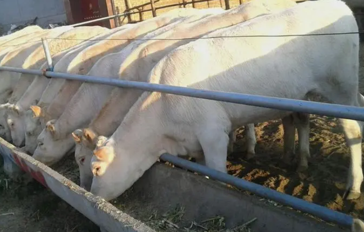 牛增重哪家產(chǎn)品可靠? 牛增重哪家產(chǎn)品可靠?