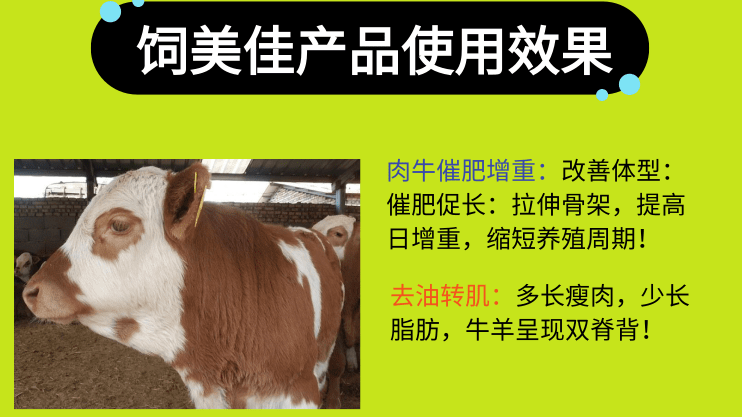 育肥牛不加催肥小料可以嗎？