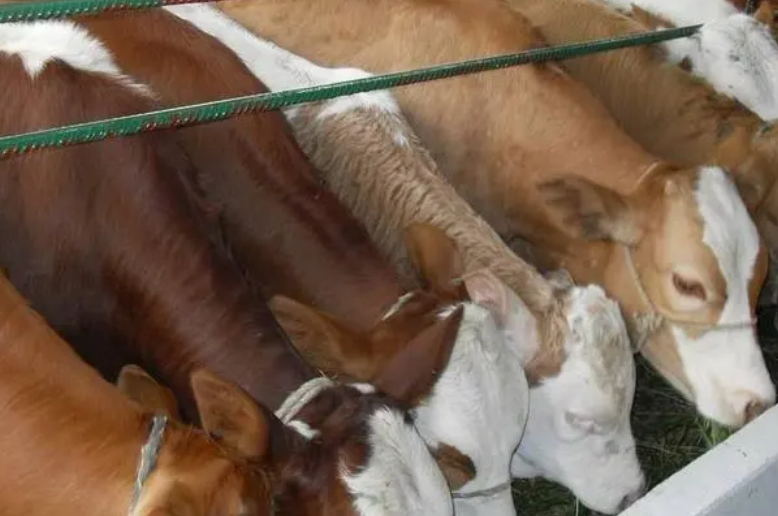 牛羊催肥藥用什么做的？