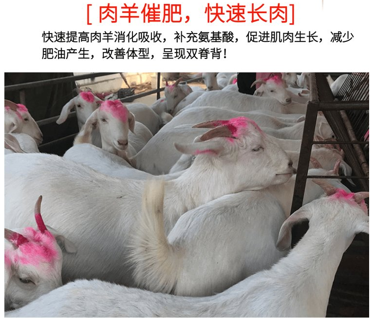 提高動物瘦肉率的產(chǎn)品有哪些？