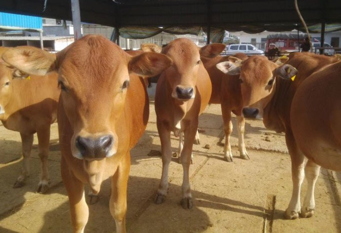 什么激素能夠讓牛羊長(zhǎng)得快長(zhǎng)肉多？