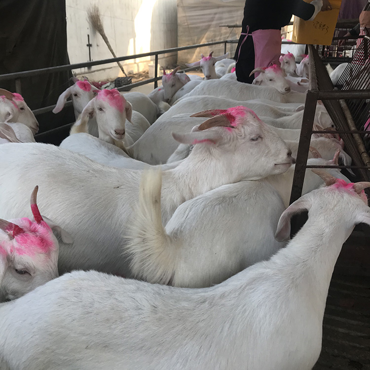 牛用催肥添加劑有哪些? 牛用催肥添加劑有哪些?