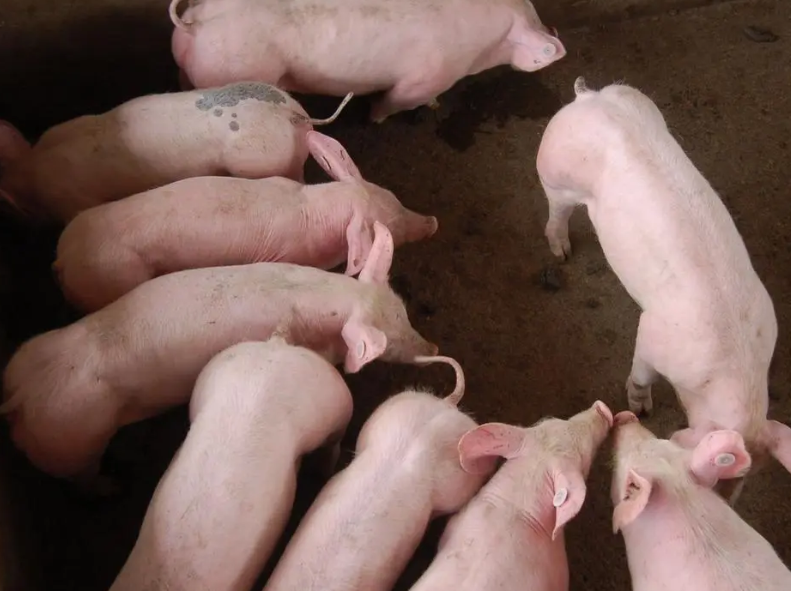 肥豬吃什么添加劑體型好 肥豬吃什么添加劑體型好