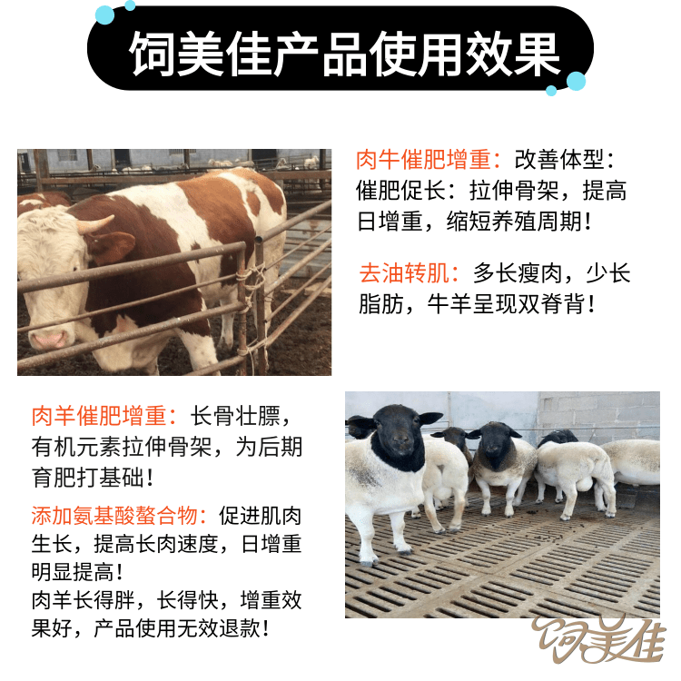 牛羊快速催肥飼料配方 牛羊快速催肥飼料配方