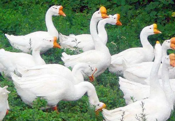 肉鵝催肥藥飼料添加劑廠家直發(fā)包郵 肉鵝催肥藥飼料添加劑廠家直發(fā)包郵