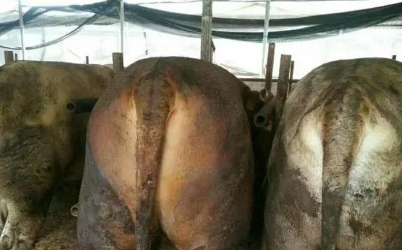 用什么可以給育肥牛增肉去油