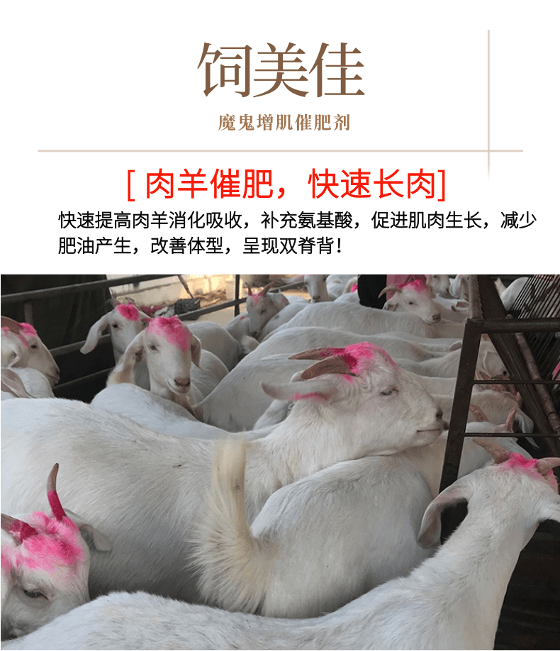 羊怎么催肥有什么料？