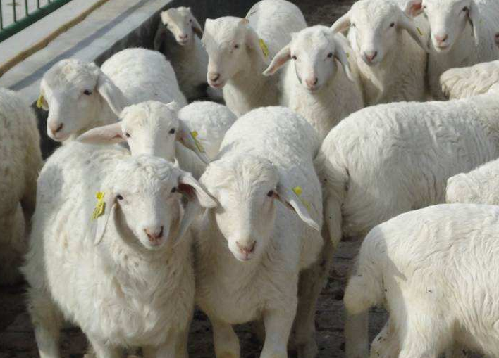 育肥羊怎么喂長(zhǎng)得快上膘快 育肥羊怎么喂長(zhǎng)得快上膘快