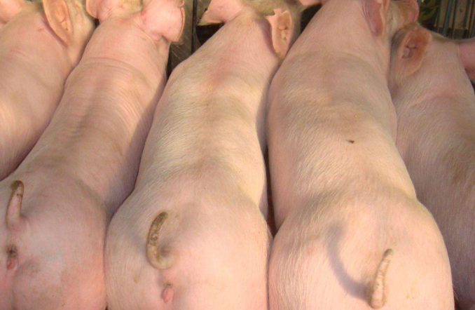 豬催肥劑哪個(gè)品牌好