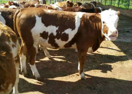 解決牛催肥速度的四種方法 解決牛催肥速度的四種方法