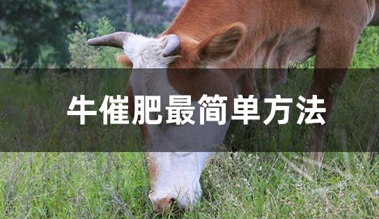 解決牛催肥速度的四種方法 解決牛催肥速度的四種方法