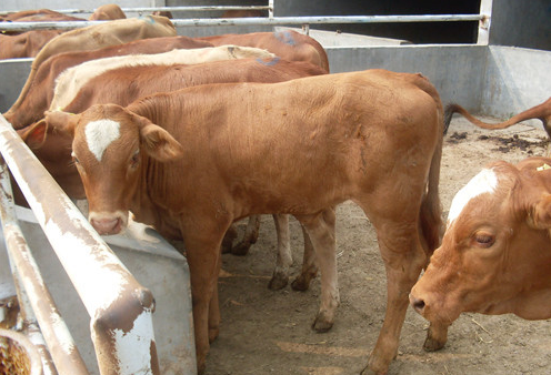 飼美佳犢牛速長有用嗎