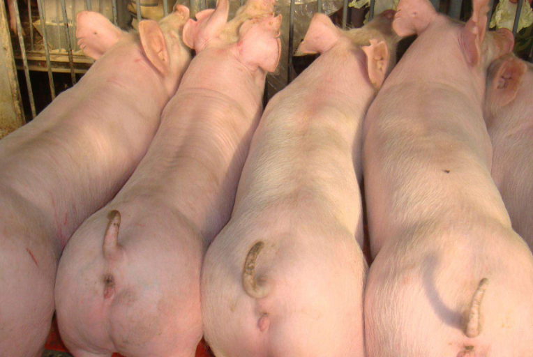 喂什么豬料能改變豬體行好